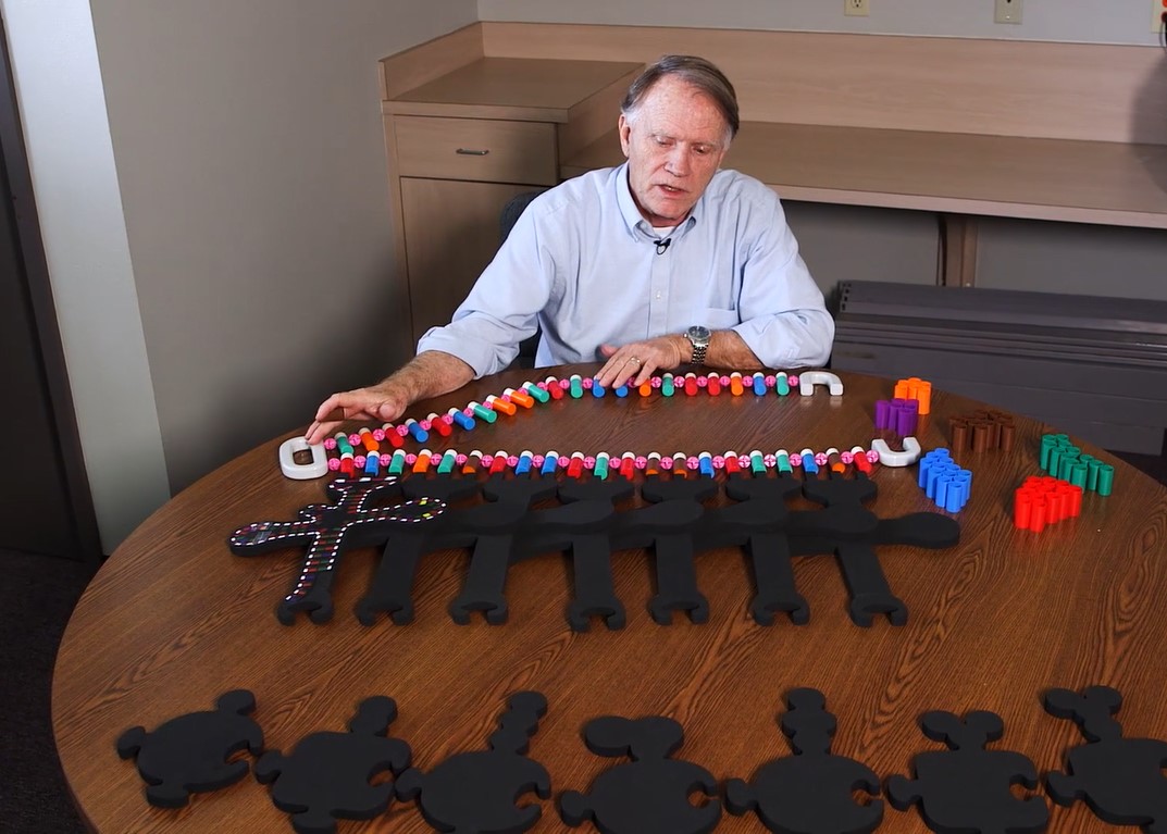 Teacher building a protein chain at a table